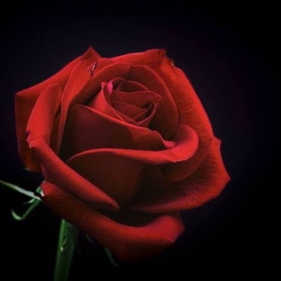 roserose911